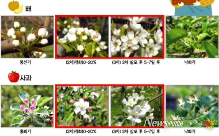 과수 병해충 사전 예방‘총력 대응’