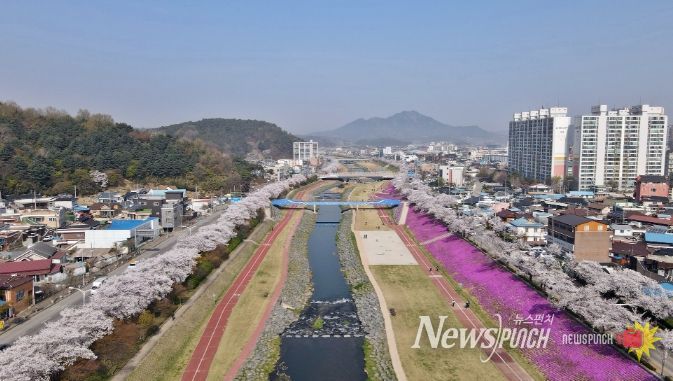 정읍시, 4월 3일 ‘2026 벚꽃축제’ 개막