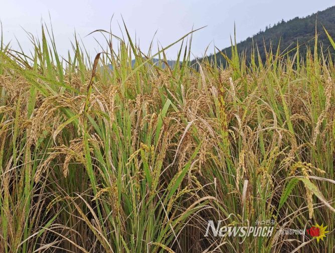 “벼 깨씨무늬병 예방 위해 토양관리 철저” 당부