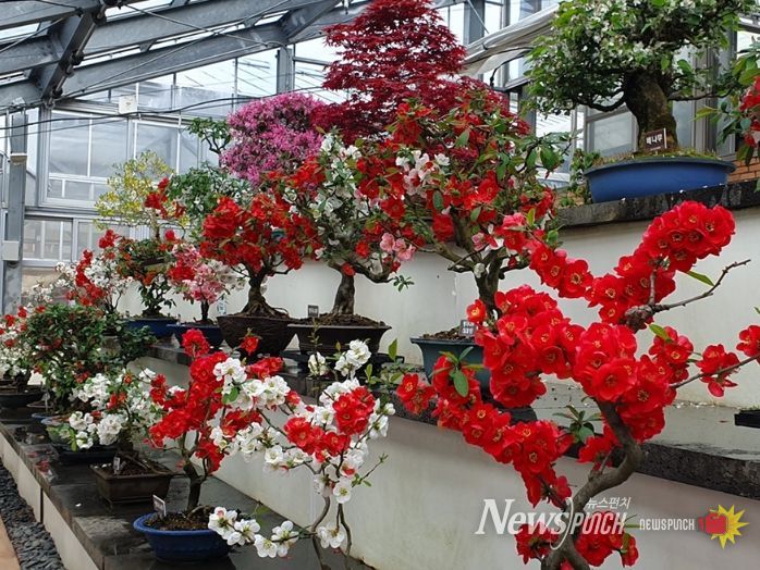 004섬 분재정원 ‘명자나무 분재 전시’