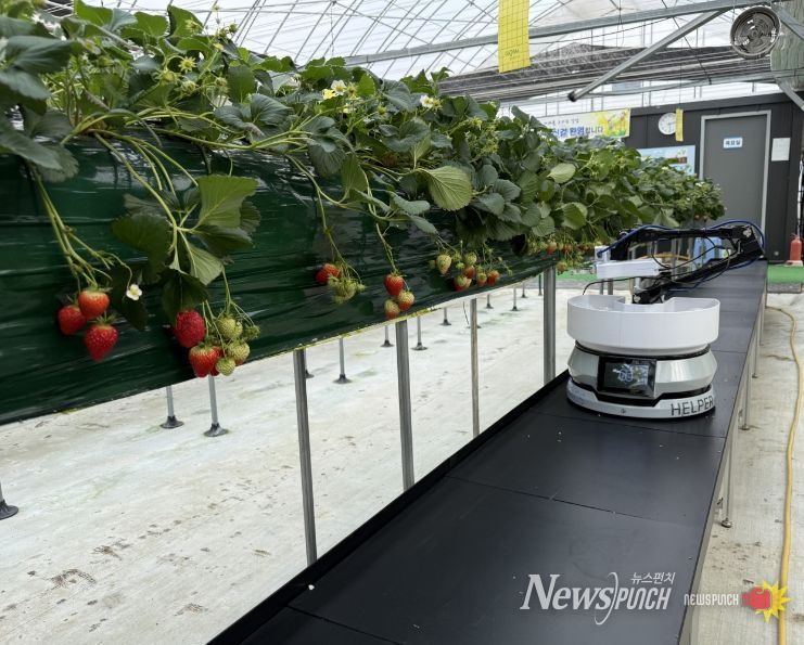 딸기수확로봇
