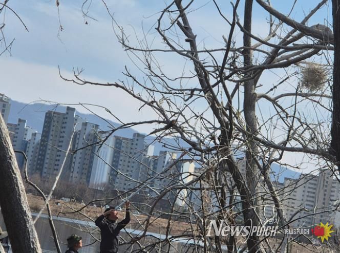 지난 25일 장대낫을 이용한 둥지 제거 현장