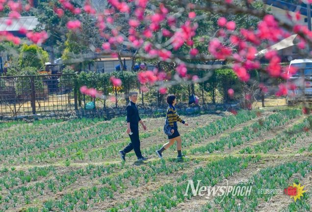 구항 내현마을 수선화축제 성황리 개최