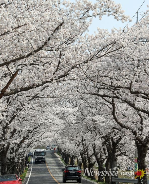 ..전국 러너 맞이 벚꽃마라톤대회 개최