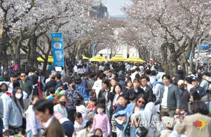 지난해 경주 대릉원 돌담길 축제 현장에 많은 시민과 관광객이 몰려 벚꽃길을 즐기고 있다.