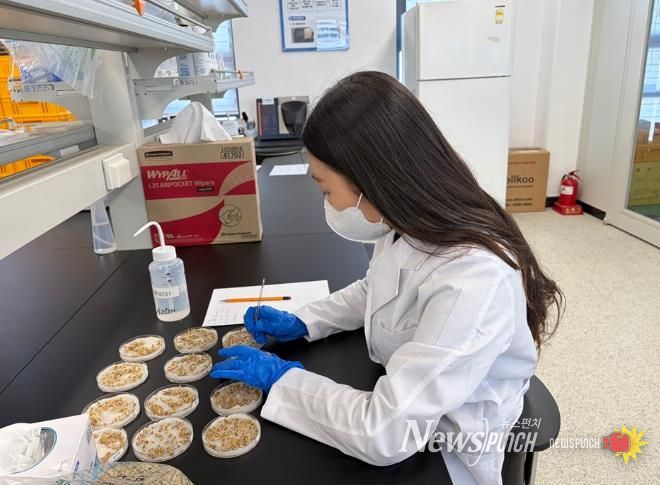 신안군농업기술센터 자가채종 종자 발아율 검사하고 있다.