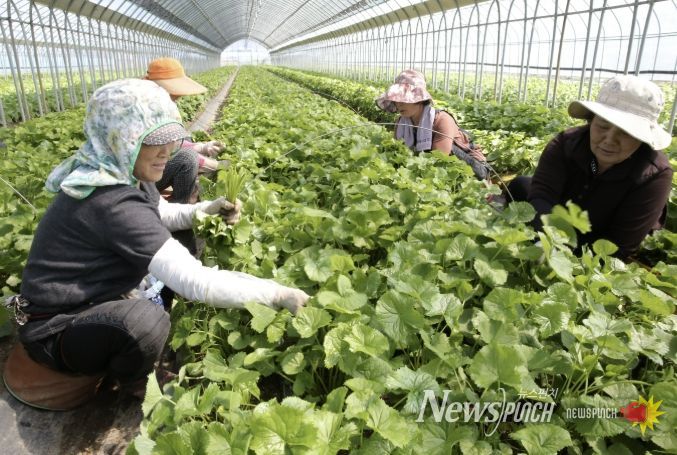 '봄의 전령사' 양구 명품 곰취, 전국 식탁 공략 나선다