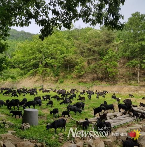 임실군, 염소 농가맞춤형 지원사업 추진 시설 현대화 · 혈통관리 주력