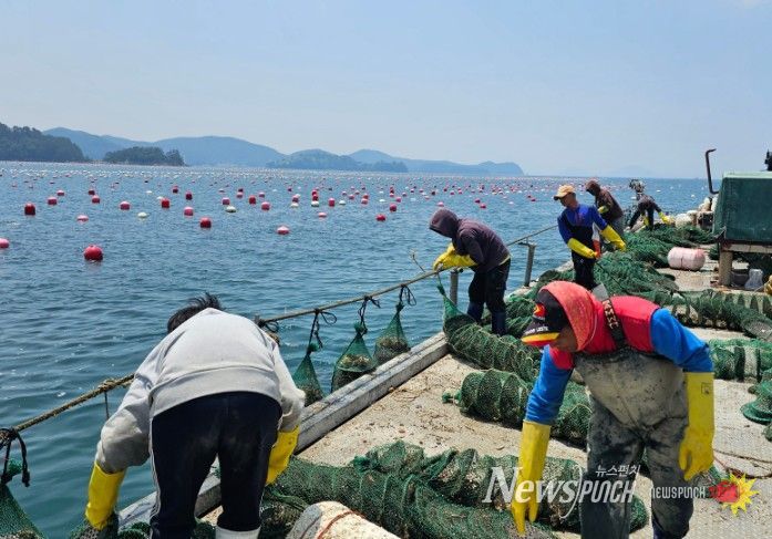 굴 모패장 설치