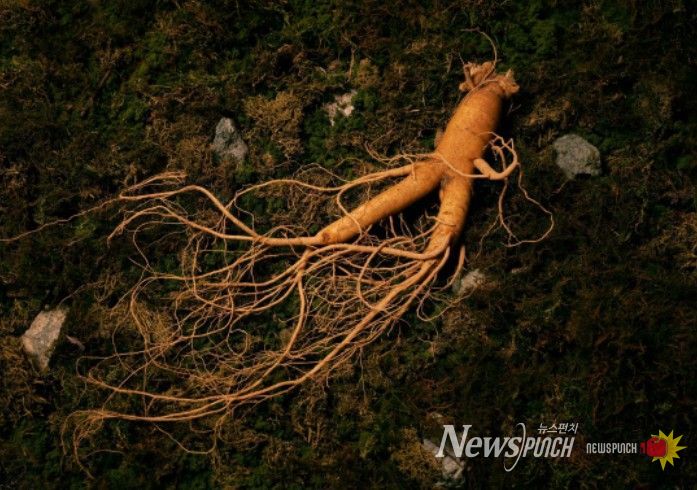 '인삼문화: 지식, 기술 그리고 사회문화적 실천' - 인삼