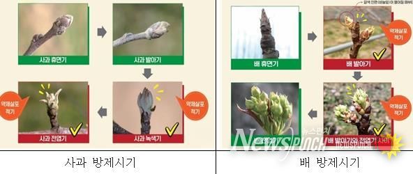 철원군, 과수화상병 피해 막기 위한 사전 예방관리 강화