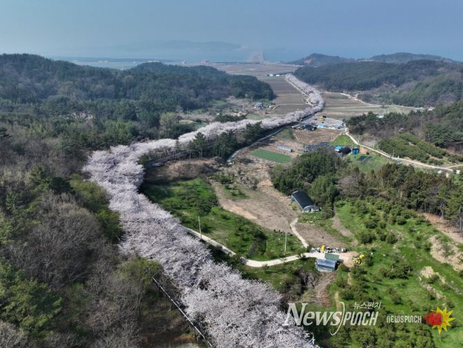 고흥만 벚꽃길, 아는 사람만 찾는 숨은 봄 명소