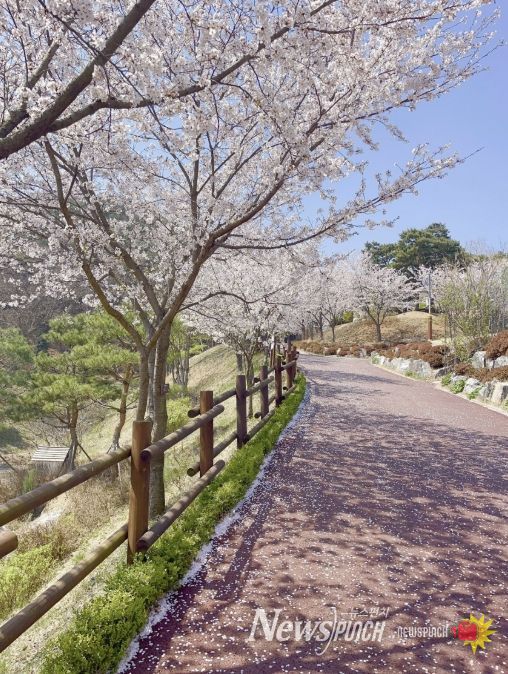 봉수산수목원 벚꽃 모습