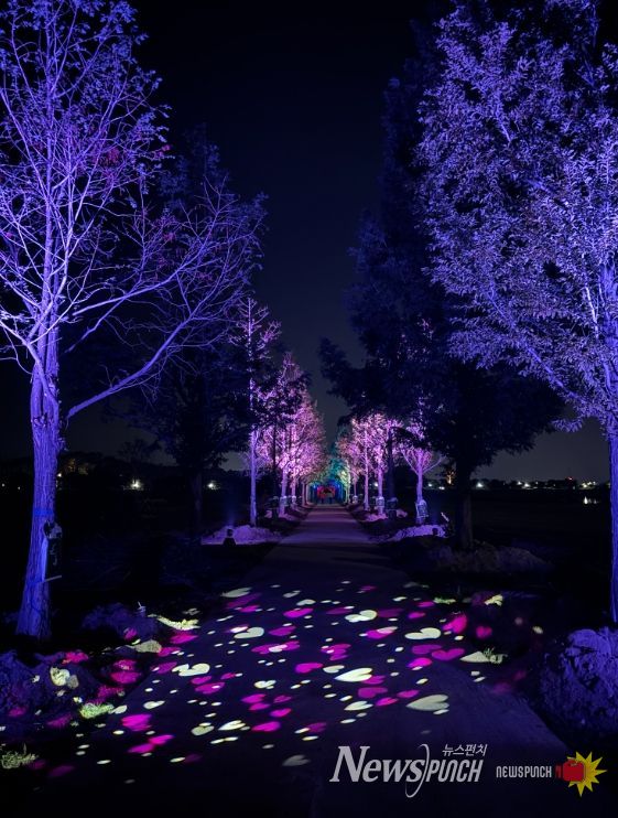 강릉 메타세콰이어길