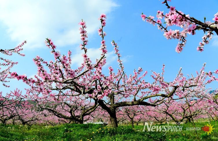 꽃의 힘으로 키우는 맛있는 과일~과수 꽃가루은행이 도와드립니다