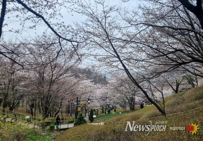 서대문구 안산(鞍山)에 핀 벚꽃 모습