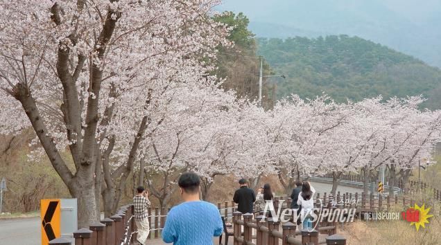 성주군 인촌지 생태공원 봄빛 머금은 벚꽃 개화