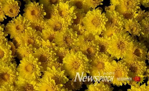 국산 화단국 ‘옐로빈’ 보급 확대