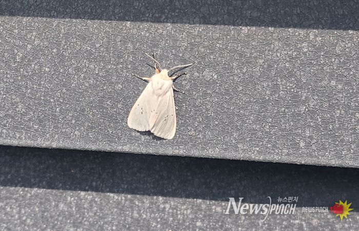 미국흰불나방 조기 출현…초기 방제 ‘비상’