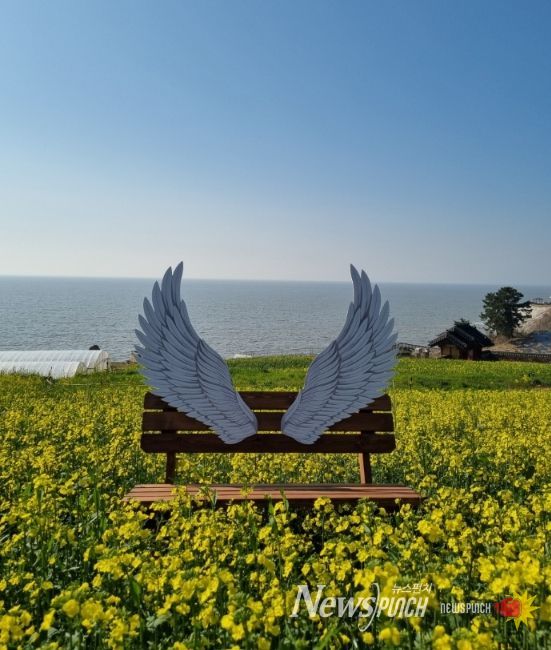 영광군, 새 포토존과 함께 유채꽃 만발한 봄 풍경 제공