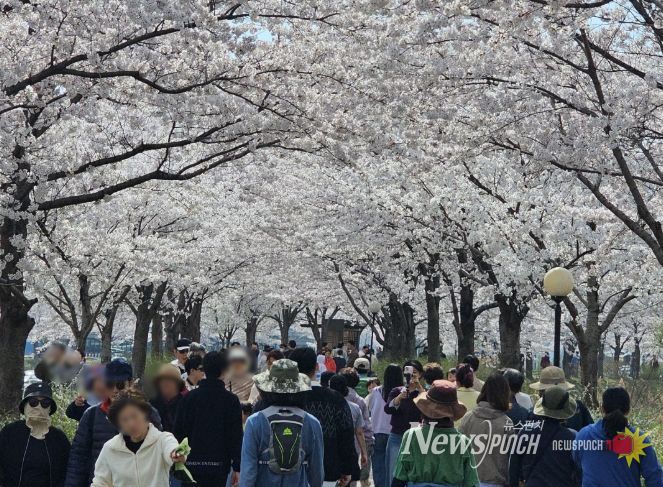 강릉시, ‘초속 5㎝, 시속 5㎞’벚꽃 걷기 행사