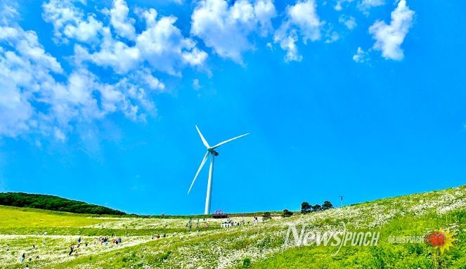 평창군, 청옥산 야생화 생태 단지 개장