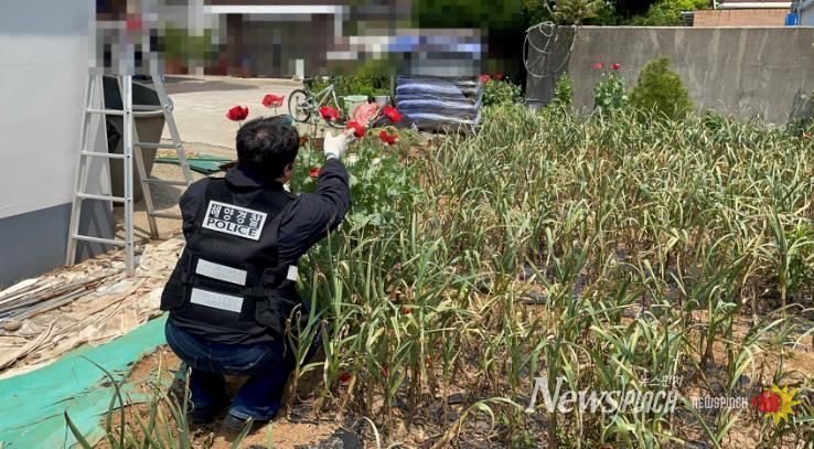 사천해경, 양귀비 불법 재배 밀경작 적발 중인 모습