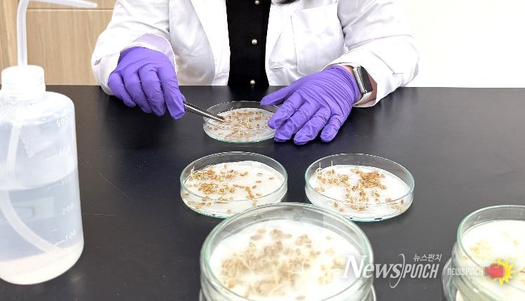 보성군, “볍씨 발아율 꼭 확인하세요” 모내기 전 사전 점검 당부_볍씨 발아율을 확인하고 있다