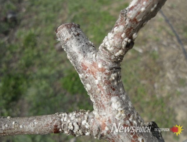 상주시, 4월 중순부터 배, 핵과류 '깍지벌레' 방제 시작