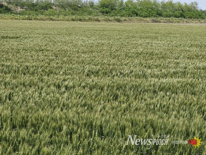 서천군, 맥류 붉은곰팡이병 적기 방제 당부