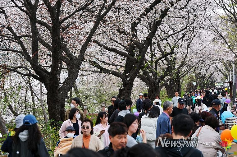 동대문구 봄꽃축제