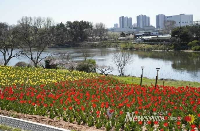 익산 신흥공원 '튤립' 활짝