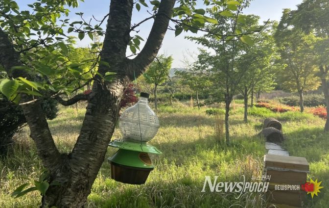 양봉장 근처 나무에 설치된 사용 말벌 트랩