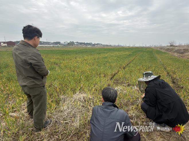 부안군, 보리 출수기 붉은곰팡이병 사전 예방 당부